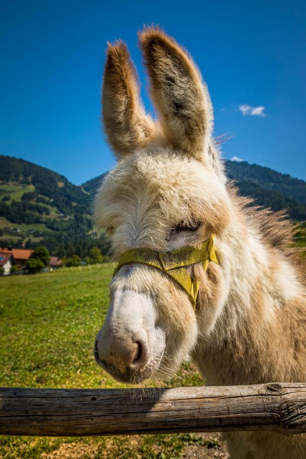 Weidinghof Leilighet Sankt Veit im Pongau Eksteriør bilde