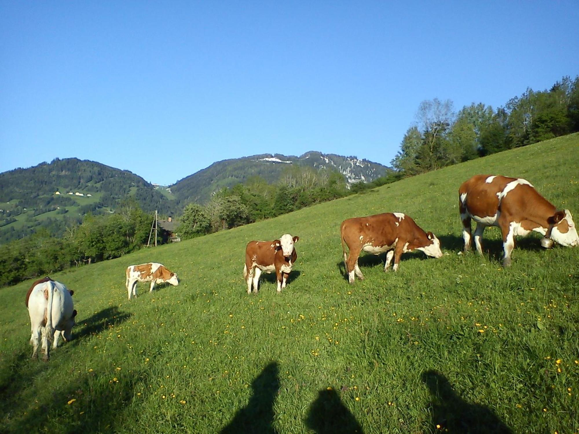 Weidinghof Leilighet Sankt Veit im Pongau Eksteriør bilde